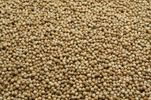 Bio Coriander ganze Samen, Koriander Bio Coriander ganze Samen, Koriander